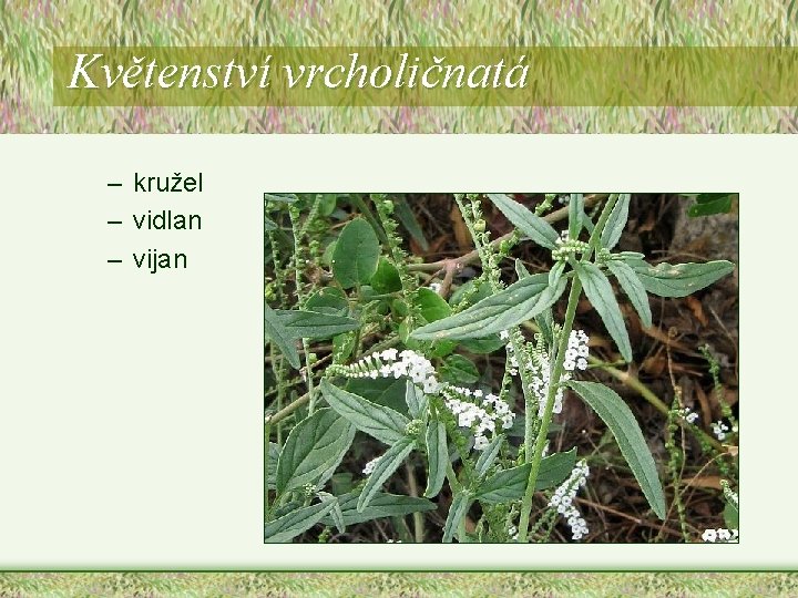 Květenství vrcholičnatá – kružel – vidlan – vijan Květenství vrcholičnatá – kružel – vidlan – vijan