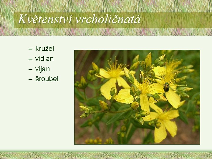 Květenství vrcholičnatá – – kružel vidlan vijan šroubel Květenství vrcholičnatá – – kružel vidlan vijan šroubel