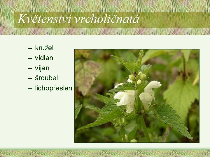 Květenství vrcholičnatá – – – kružel vidlan vijan šroubel lichopřeslen Květenství vrcholičnatá – – – kružel vidlan vijan šroubel lichopřeslen