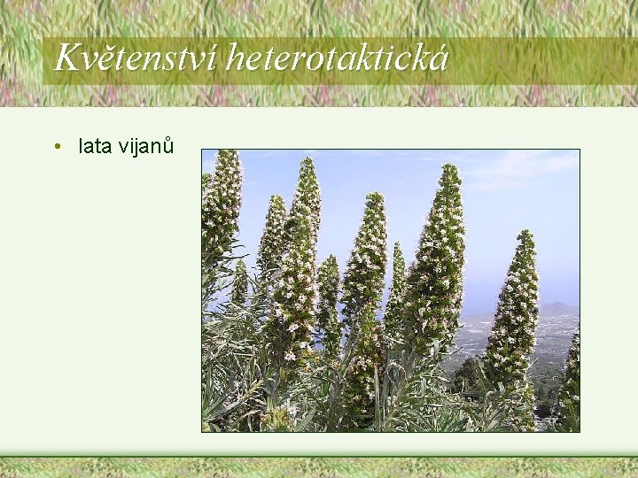 Květenství heterotaktická • lata vijanů Květenství heterotaktická • lata vijanů