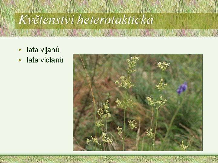 Květenství heterotaktická • lata vijanů • lata vidlanů Květenství heterotaktická • lata vijanů • lata vidlanů