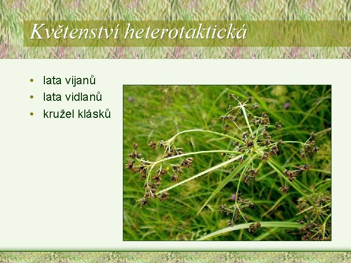 Květenství heterotaktická • lata vijanů • lata vidlanů • kružel klásků Květenství heterotaktická • lata vijanů • lata vidlanů • kružel klásků
