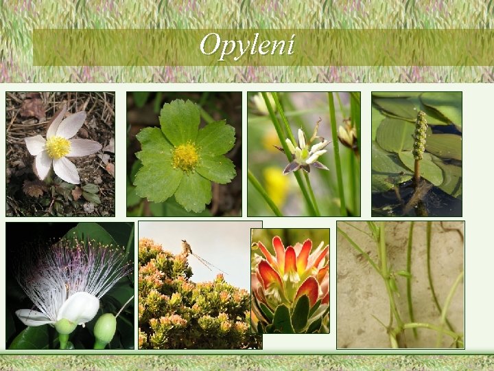 Opylení Opylení