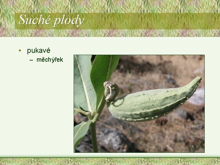 Suché plody • pukavé – měchýřek Suché plody • pukavé – měchýřek