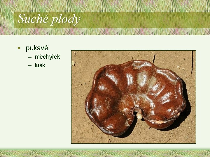 Suché plody • pukavé – měchýřek – lusk Suché plody • pukavé – měchýřek – lusk