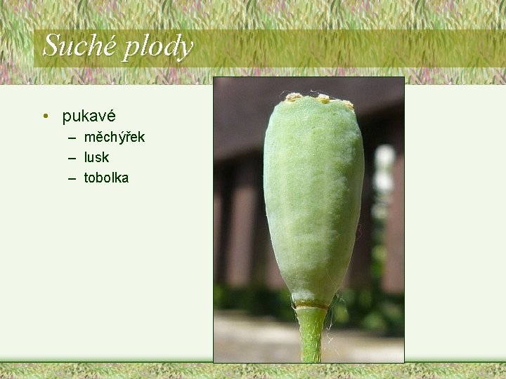 Suché plody • pukavé – měchýřek – lusk – tobolka Suché plody • pukavé – měchýřek – lusk – tobolka