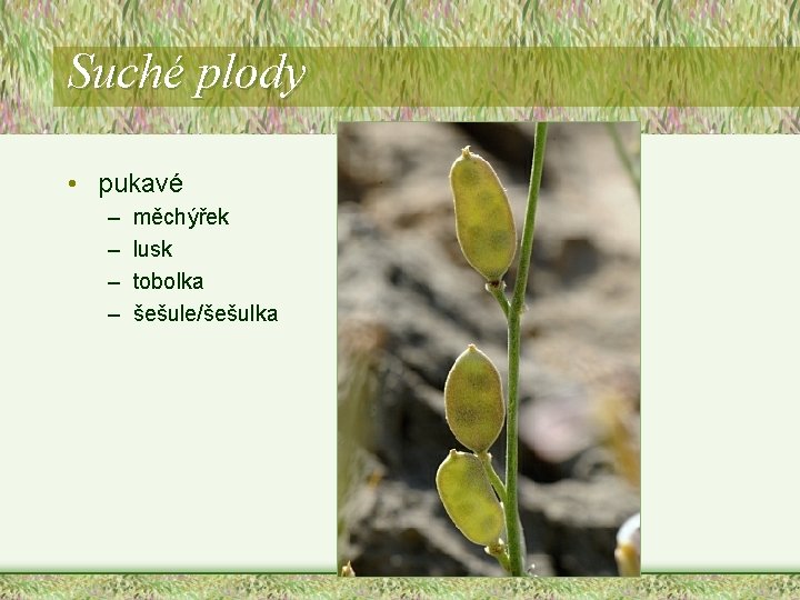 Suché plody • pukavé – – měchýřek lusk tobolka šešule/šešulka Suché plody • pukavé – – měchýřek lusk tobolka šešule/šešulka