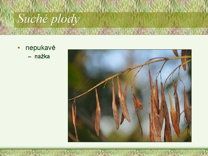 Suché plody • nepukavé – nažka Suché plody • nepukavé – nažka