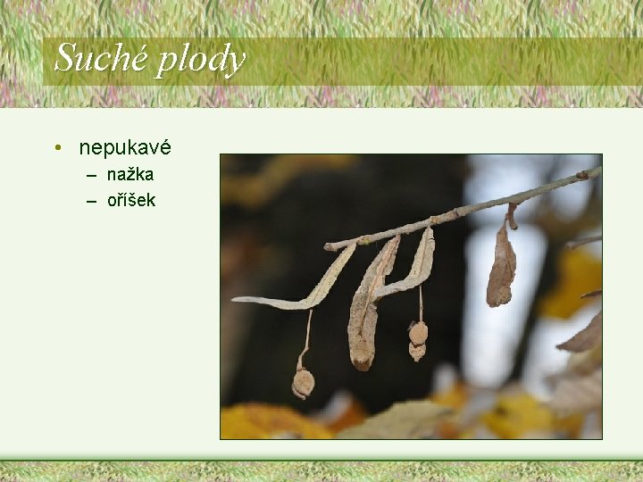 Suché plody • nepukavé – nažka – oříšek Suché plody • nepukavé – nažka – oříšek