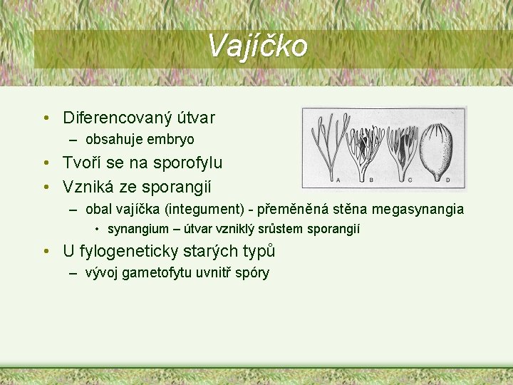 Vajíčko • Diferencovaný útvar – obsahuje embryo • Tvoří se na sporofylu • Vzniká Vajíčko • Diferencovaný útvar – obsahuje embryo • Tvoří se na sporofylu • Vzniká