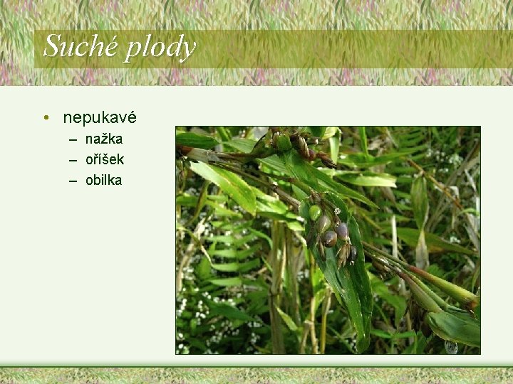 Suché plody • nepukavé – nažka – oříšek – obilka Suché plody • nepukavé – nažka – oříšek – obilka