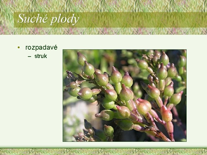 Suché plody • rozpadavé – struk Suché plody • rozpadavé – struk