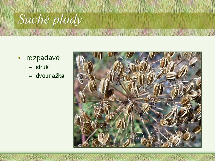 Suché plody • rozpadavé – struk – dvounažka Suché plody • rozpadavé – struk – dvounažka