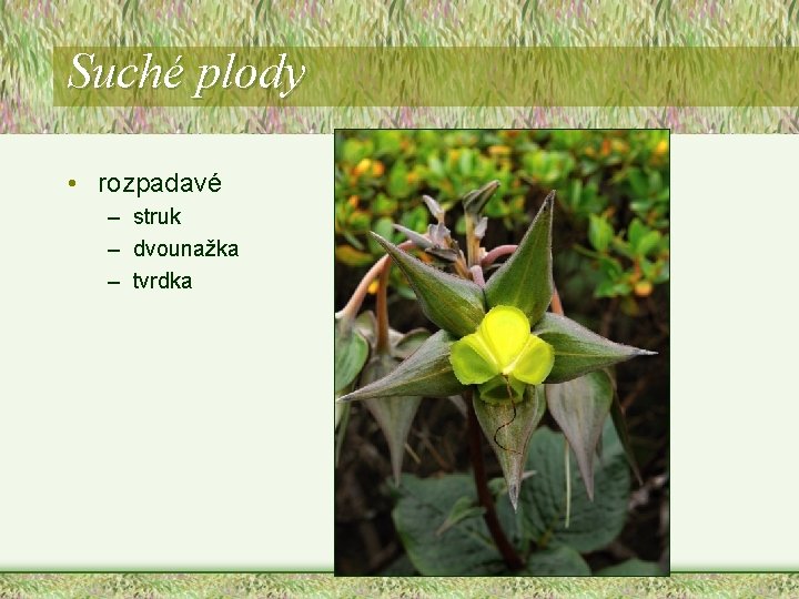 Suché plody • rozpadavé – struk – dvounažka – tvrdka Suché plody • rozpadavé – struk – dvounažka – tvrdka