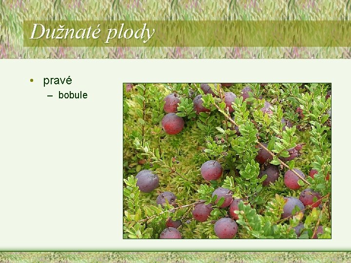 Dužnaté plody • pravé – bobule Dužnaté plody • pravé – bobule