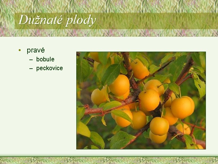Dužnaté plody • pravé – bobule – peckovice Dužnaté plody • pravé – bobule – peckovice
