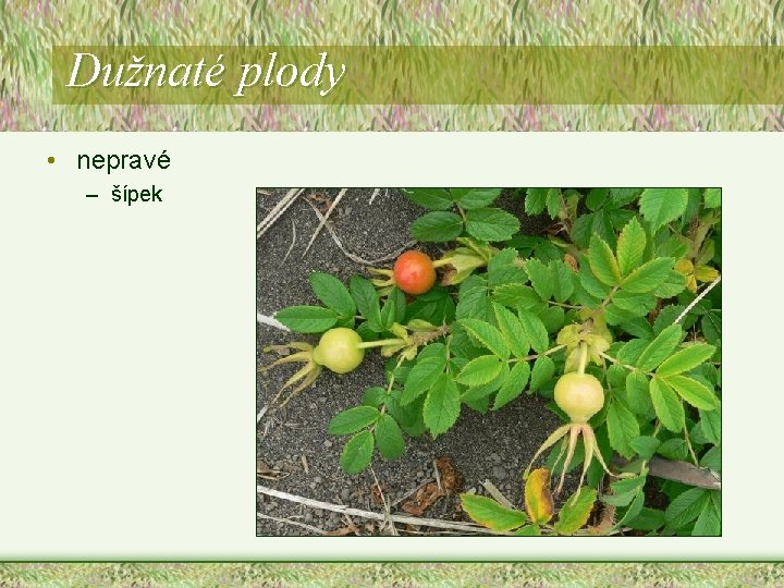 Dužnaté plody • nepravé – šípek Dužnaté plody • nepravé – šípek