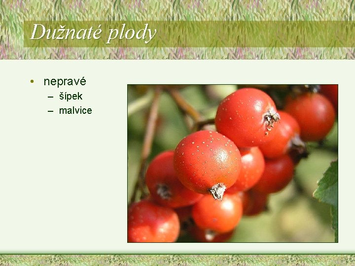 Dužnaté plody • nepravé – šípek – malvice Dužnaté plody • nepravé – šípek – malvice