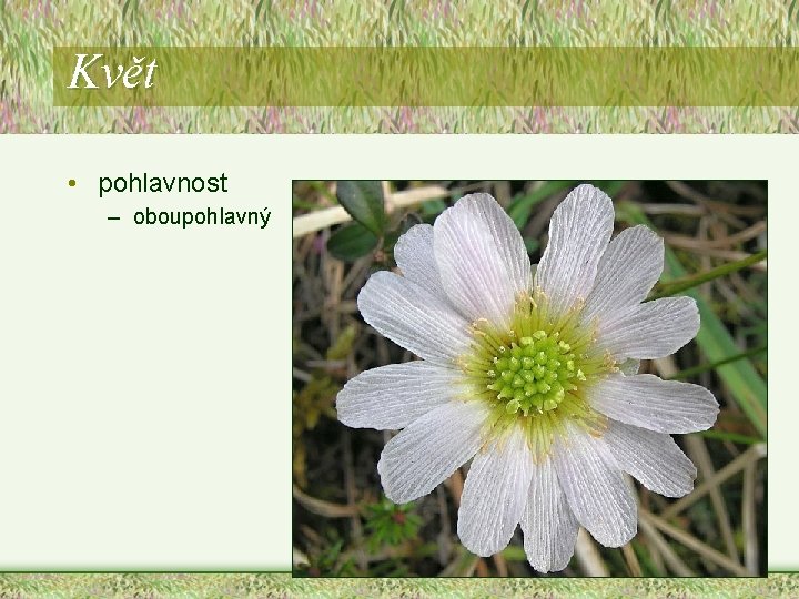Květ • pohlavnost – oboupohlavný Květ • pohlavnost – oboupohlavný