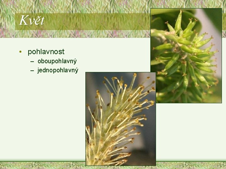 Květ • pohlavnost – oboupohlavný – jednopohlavný Květ • pohlavnost – oboupohlavný – jednopohlavný