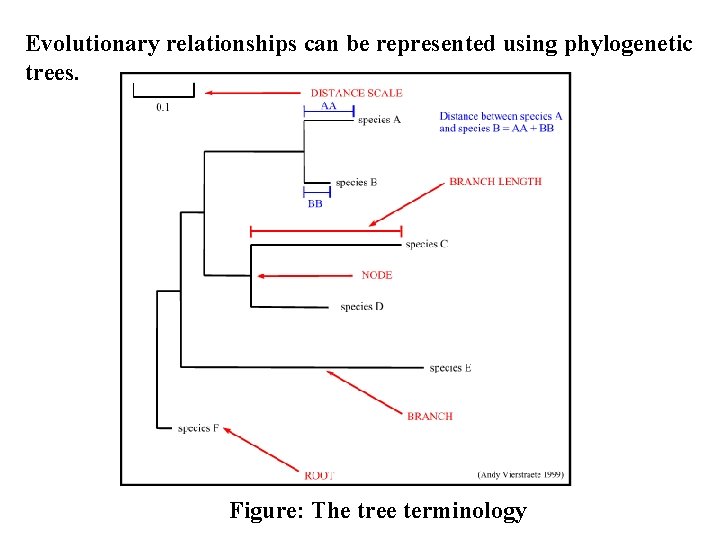 Evolutionary relationships can be represented using phylogenetic trees. Figure: The tree terminology 