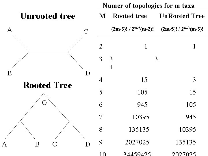  Numer of topologies for m taxa Unrooted tree A M Rooted tree Un.