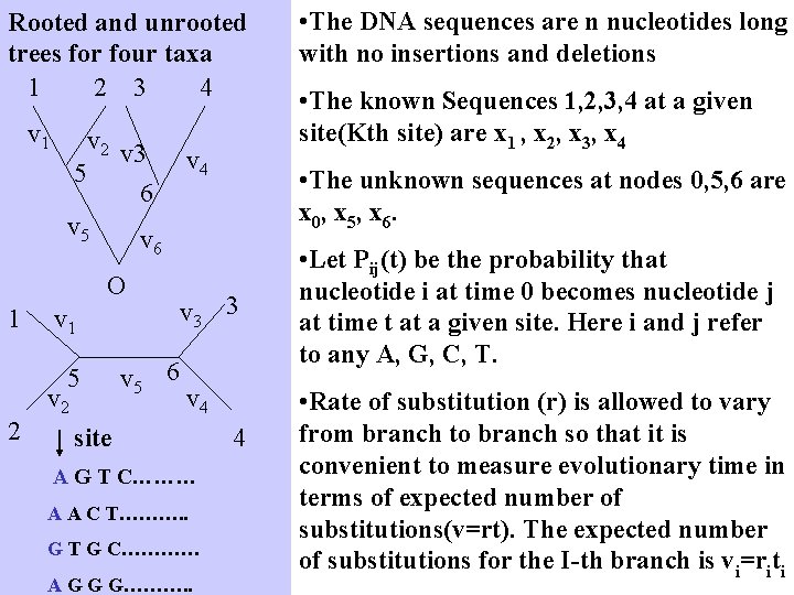 Rooted and unrooted trees for four taxa 1 2 3 4 v 1 v