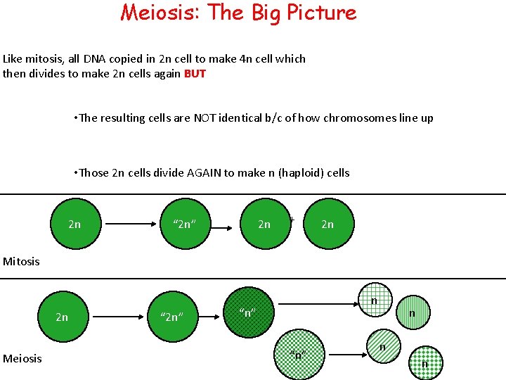Meiosis: The Big Picture Like mitosis, all DNA copied in 2 n cell to
