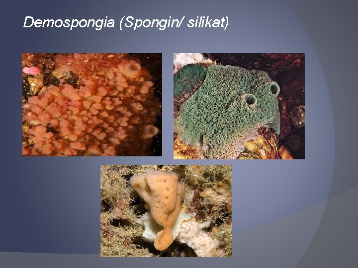Demospongia (Spongin/ silikat) 
