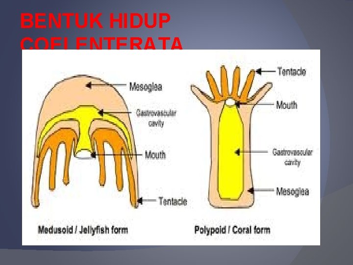 BENTUK HIDUP COELENTERATA 