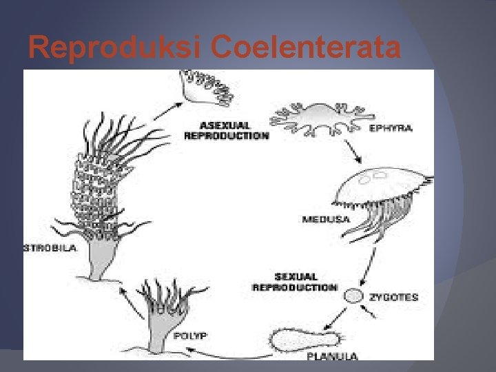 Reproduksi Coelenterata 