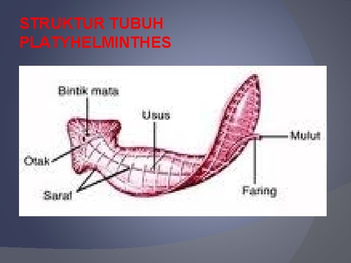 STRUKTUR TUBUH PLATYHELMINTHES 