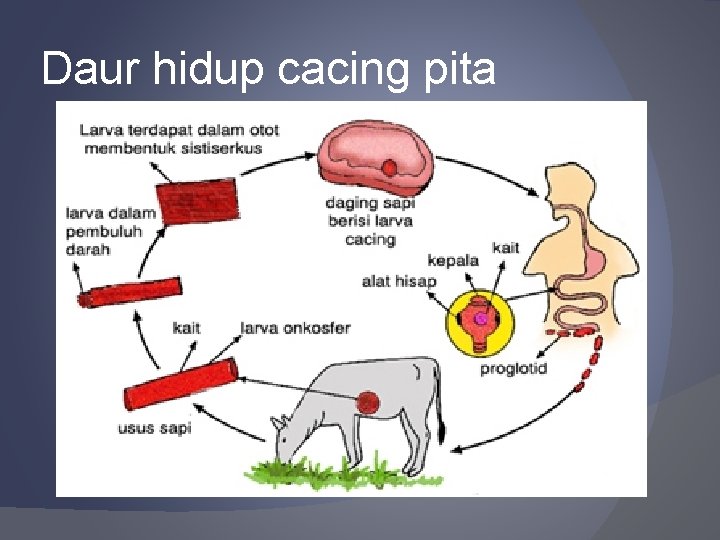 Daur hidup cacing pita 