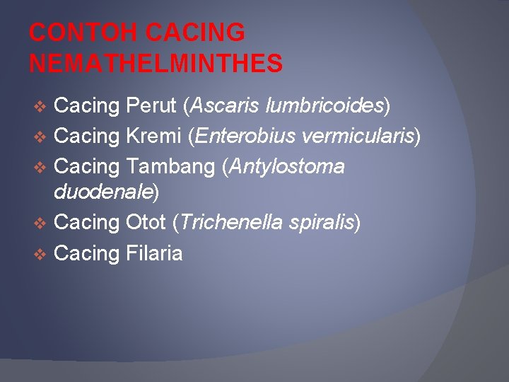 CONTOH CACING NEMATHELMINTHES Cacing Perut (Ascaris lumbricoides) v Cacing Kremi (Enterobius vermicularis) v Cacing