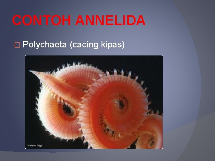 CONTOH ANNELIDA � Polychaeta (cacing kipas) 