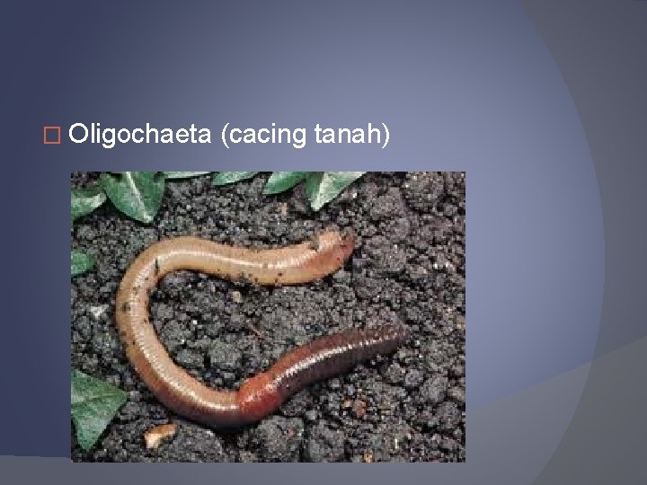 � Oligochaeta (cacing tanah) 