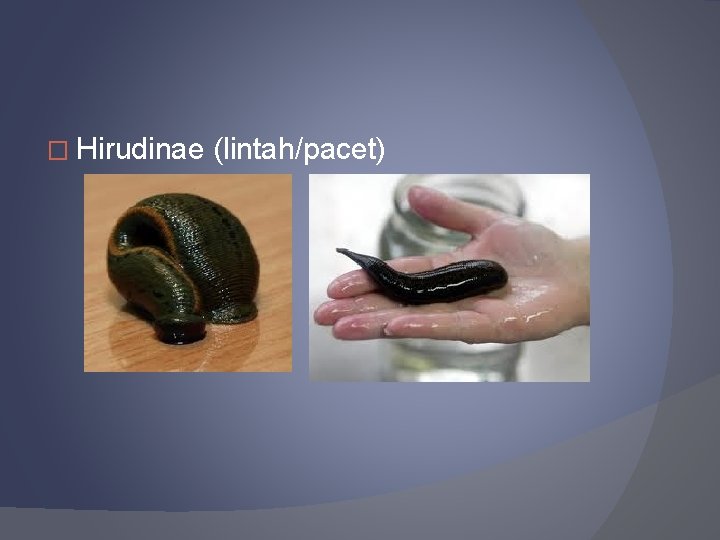 � Hirudinae (lintah/pacet) 
