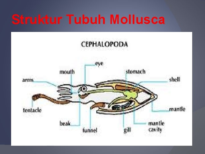 Struktur Tubuh Mollusca 