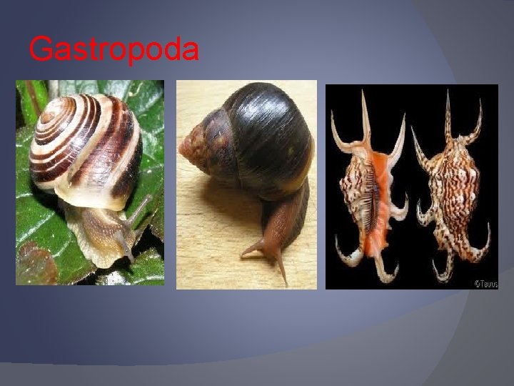Gastropoda 