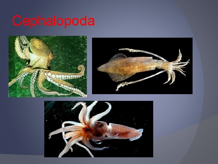 Cephalopoda 