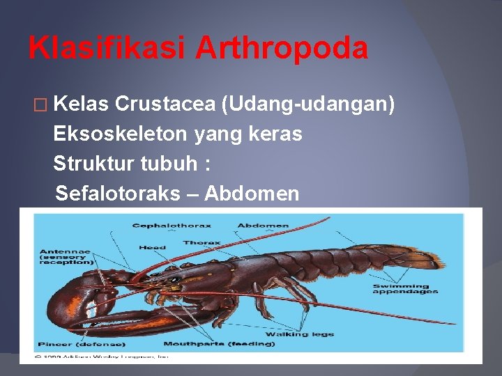 Klasifikasi Arthropoda � Kelas Crustacea (Udang-udangan) Eksoskeleton yang keras Struktur tubuh : Sefalotoraks –