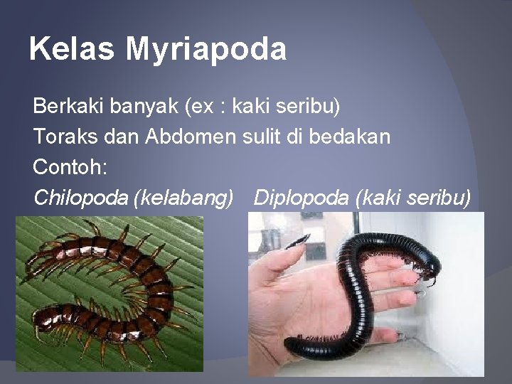 Kelas Myriapoda Berkaki banyak (ex : kaki seribu) Toraks dan Abdomen sulit di bedakan