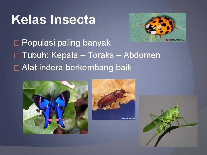 Kelas Insecta � Populasi paling banyak � Tubuh: Kepala – Toraks – Abdomen �