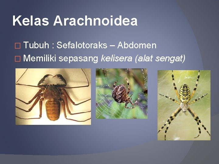 Kelas Arachnoidea � Tubuh : Sefalotoraks – Abdomen � Memiliki sepasang kelisera (alat sengat)