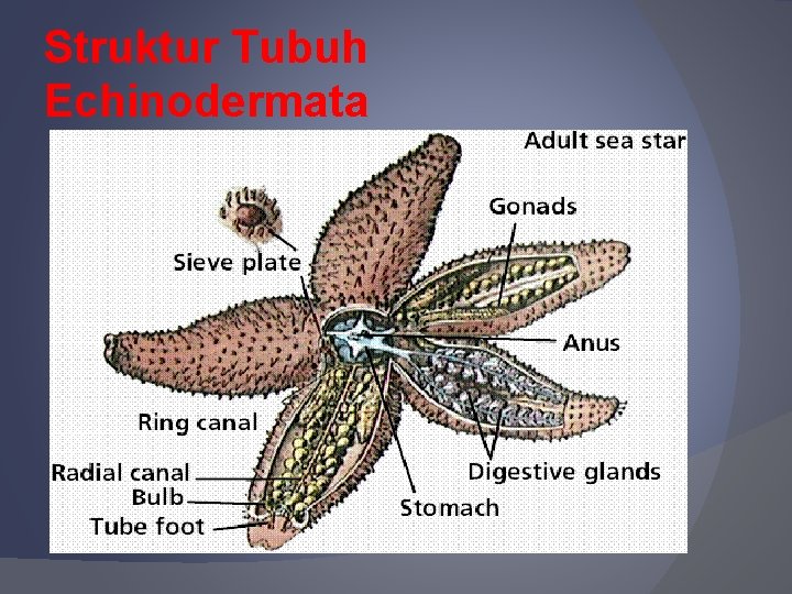 Struktur Tubuh Echinodermata 