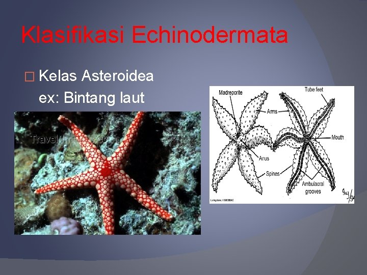 Klasifikasi Echinodermata � Kelas Asteroidea ex: Bintang laut 