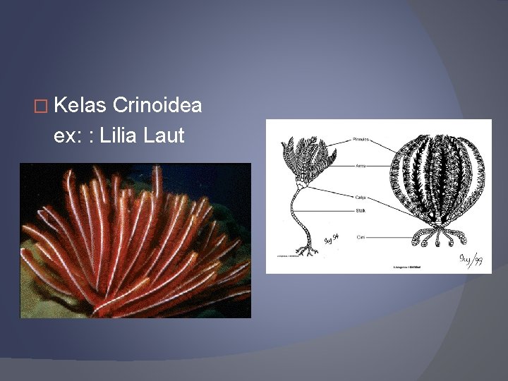 � Kelas Crinoidea ex: : Lilia Laut 