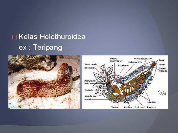 � Kelas Holothuroidea ex : Teripang 