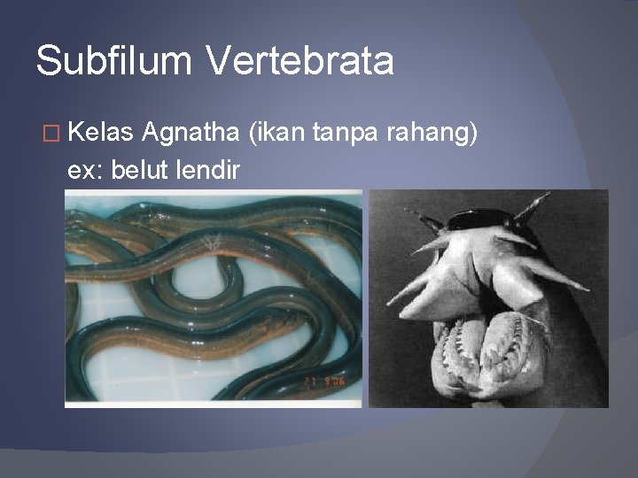 Subfilum Vertebrata � Kelas Agnatha (ikan tanpa rahang) ex: belut lendir 