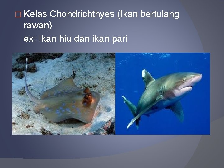 � Kelas Chondrichthyes (Ikan bertulang rawan) ex: Ikan hiu dan ikan pari 